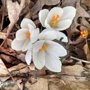 Meet your Posher, Carol